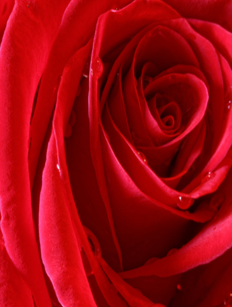 Infused Organic Rose Face Oil